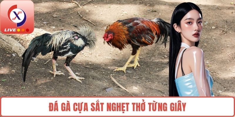 Đá gà cựa sắt nghẹt thở từng giây