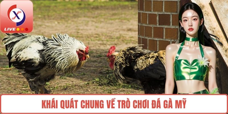Khái quát chung về trò chơi đá gà Mỹ