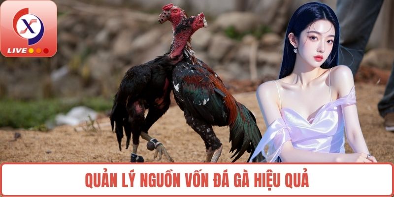 Quản lý nguồn vốn đá gà hiệu quả