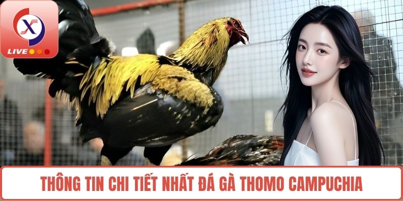 Thông tin chi tiết nhất đá gà Thomo Campuchia