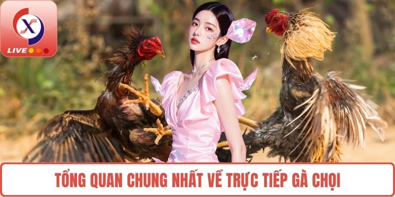 Tổng quan chung nhất về trực tiếp gà chọi