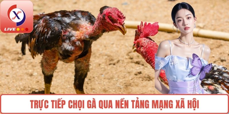 Trực tiếp chọi gà qua nền tảng mạng xã hội