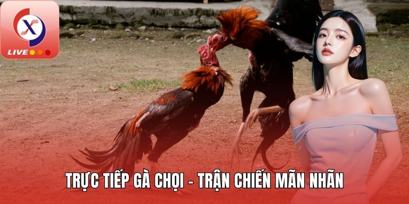 Trực tiếp gà chọi